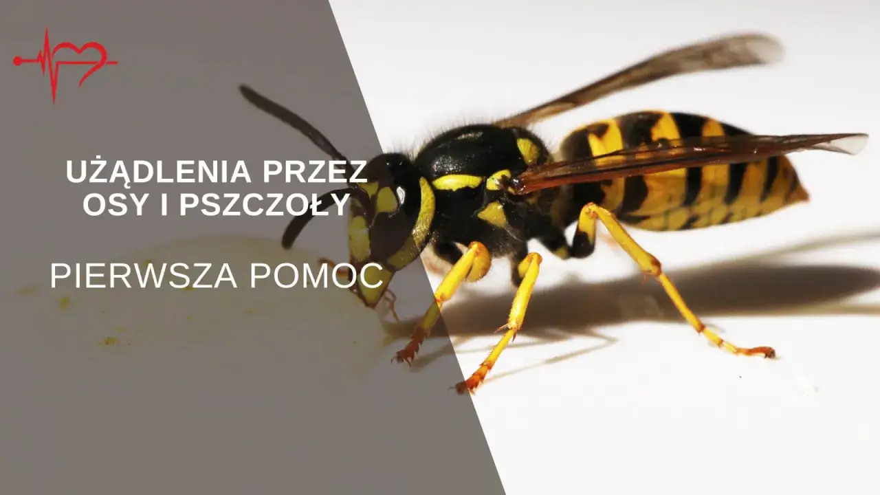 Zbliżenie na osę, która może spowodować ugryzienie szerszenia. Tekst informuje o pierwszej pomocy przy użądleniach.